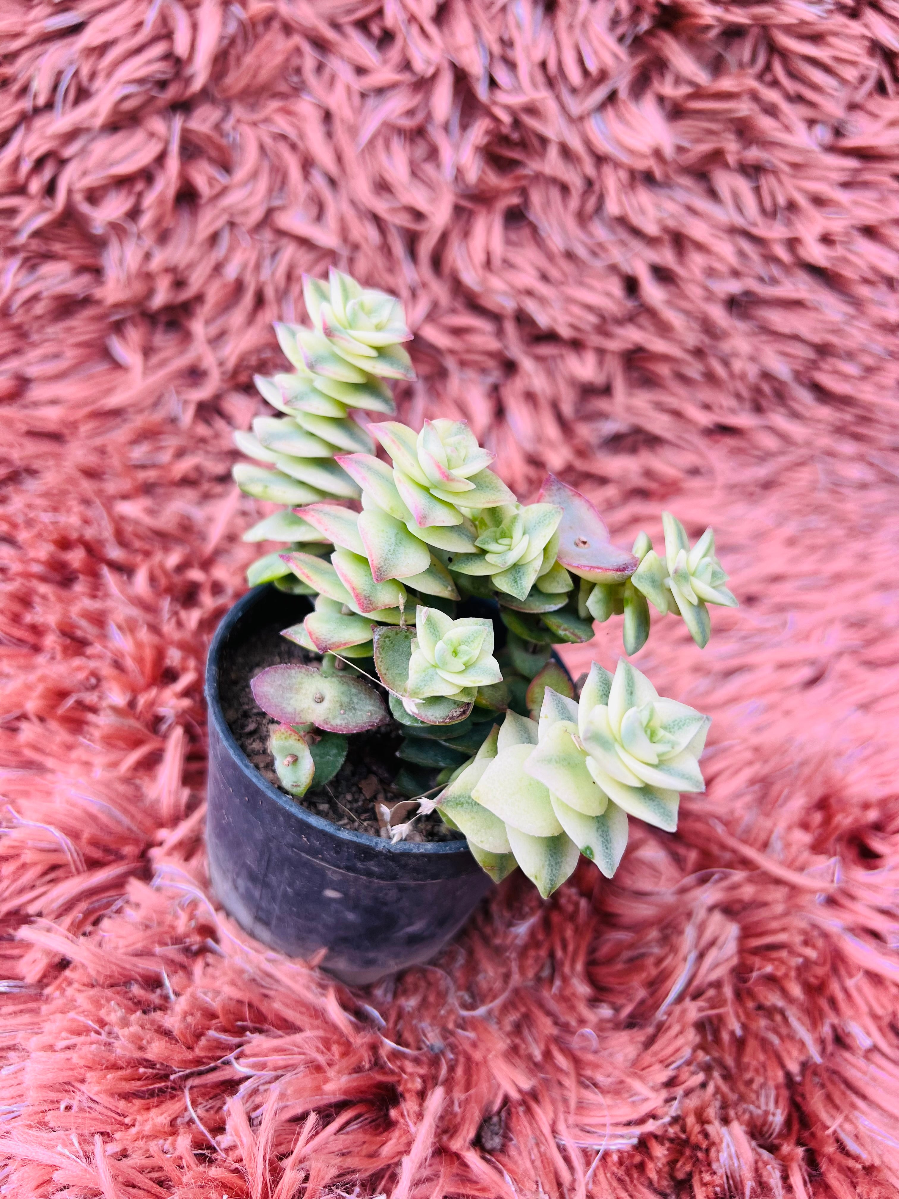 Crassula 'Calico Kitten' – Variegated Trailing Succulent