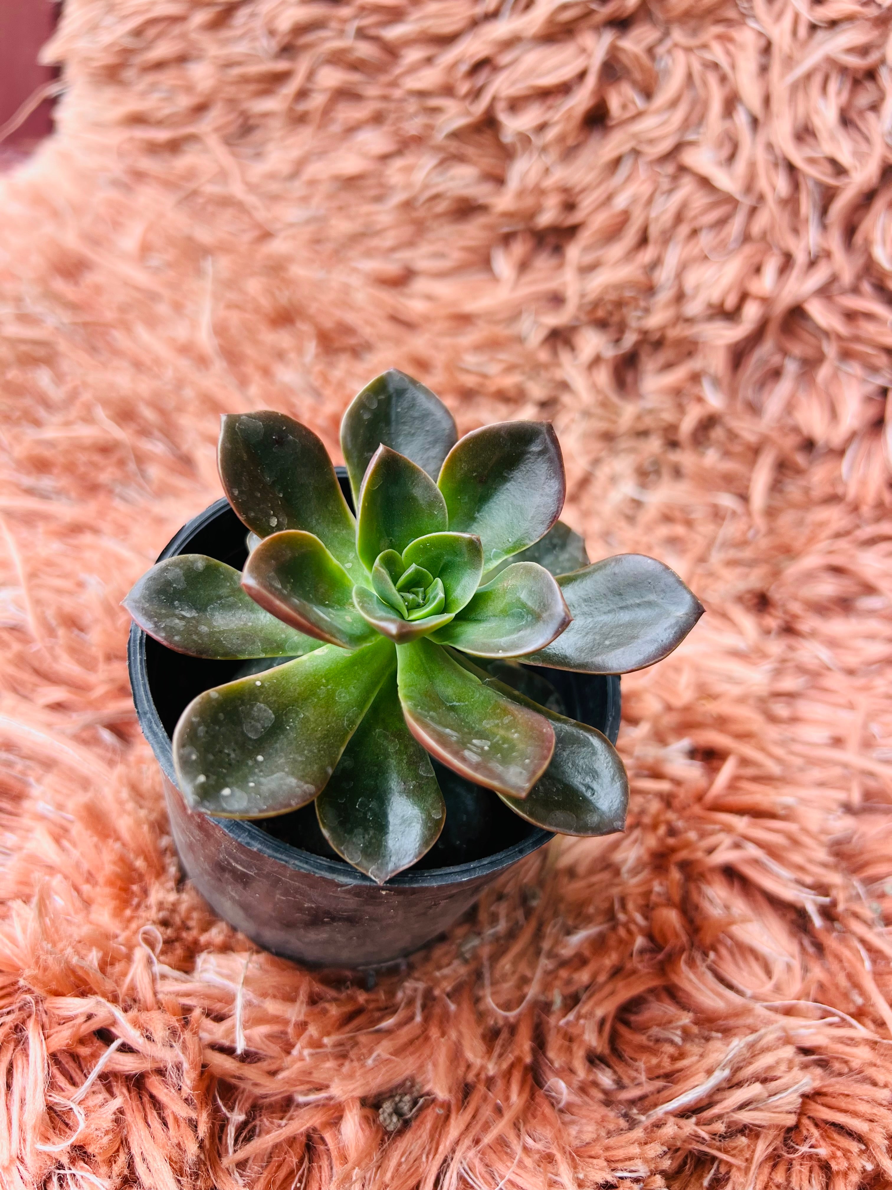 Echeveria 'Melaco' – Dark Chocolate Rosette Succulent