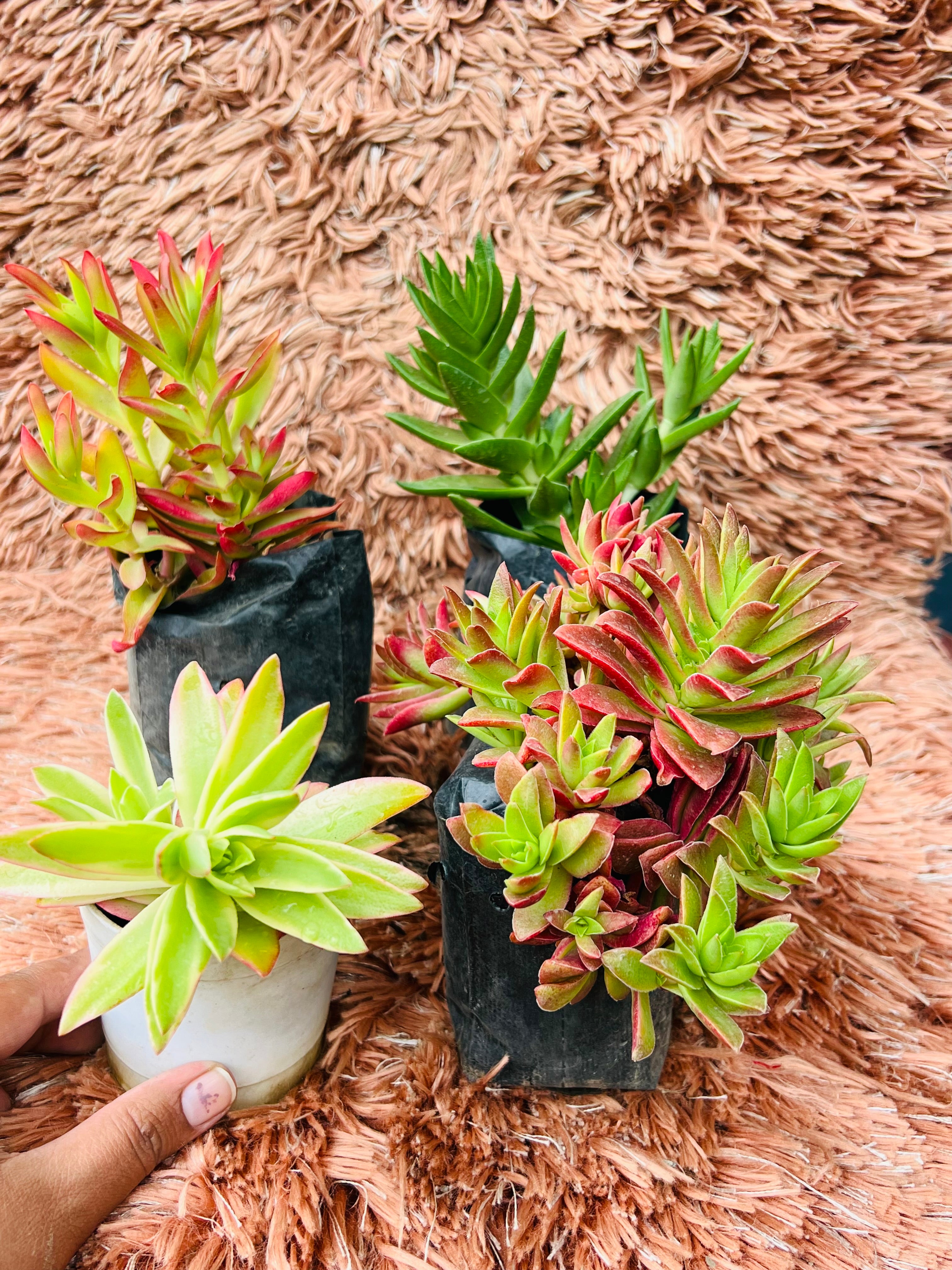 Crassula Campfire – Set of 4 Rare Varieties