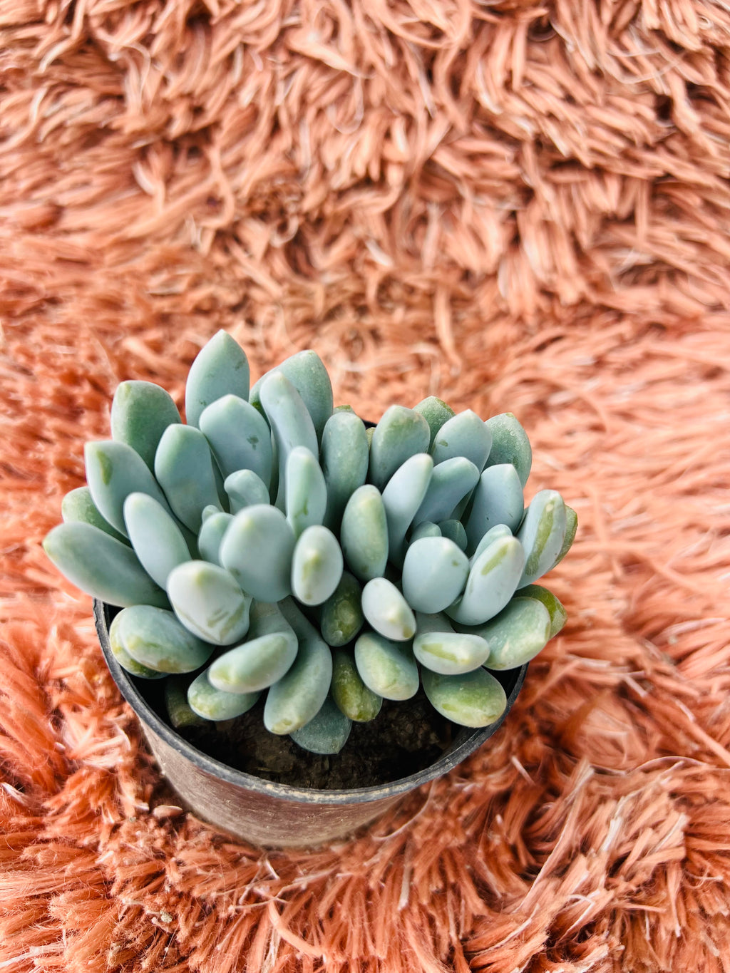 Pachyphytum Oviferum – Moonstones Succulent