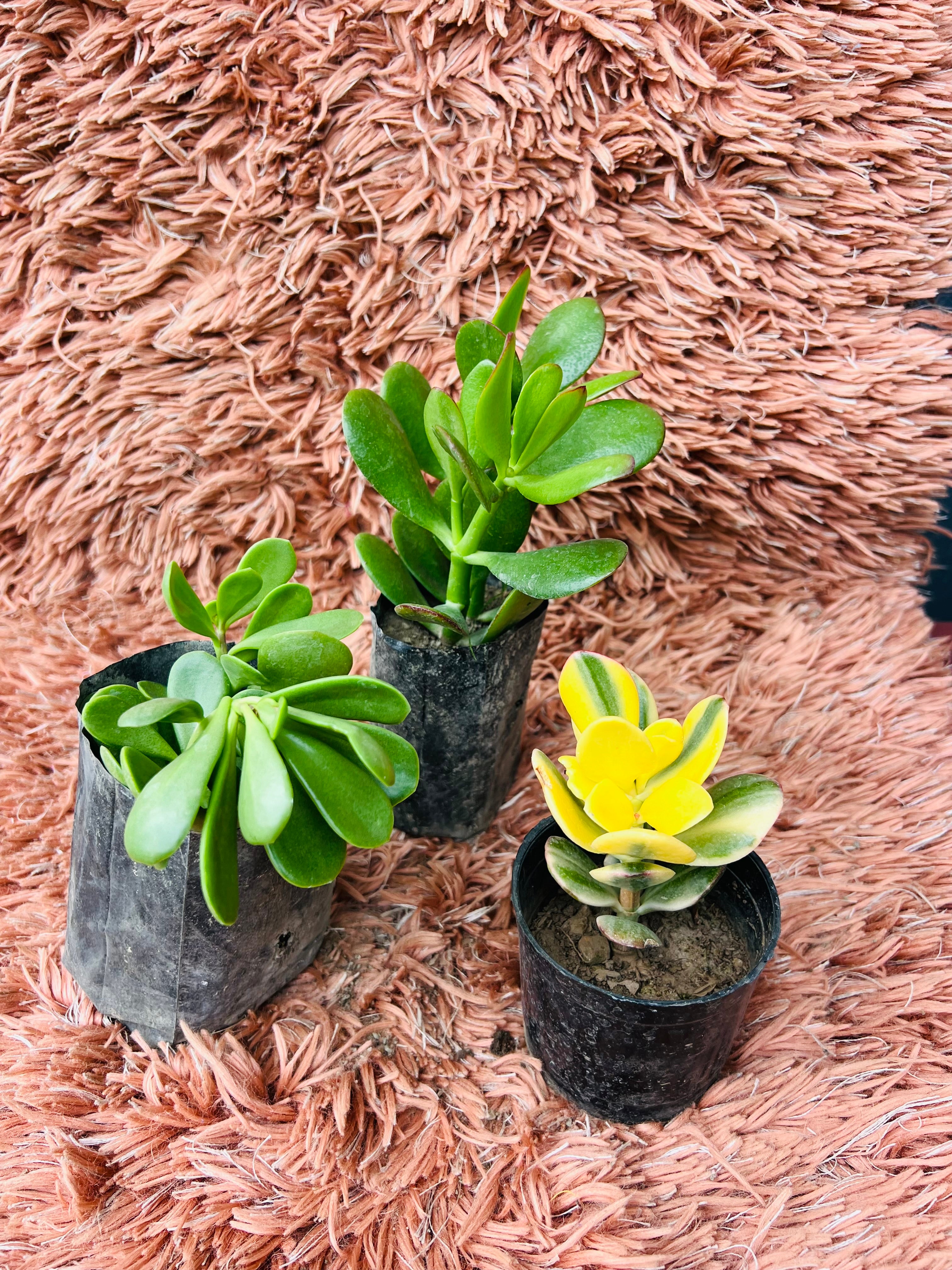 Crassula Succulent Set – Jade Trio Collection