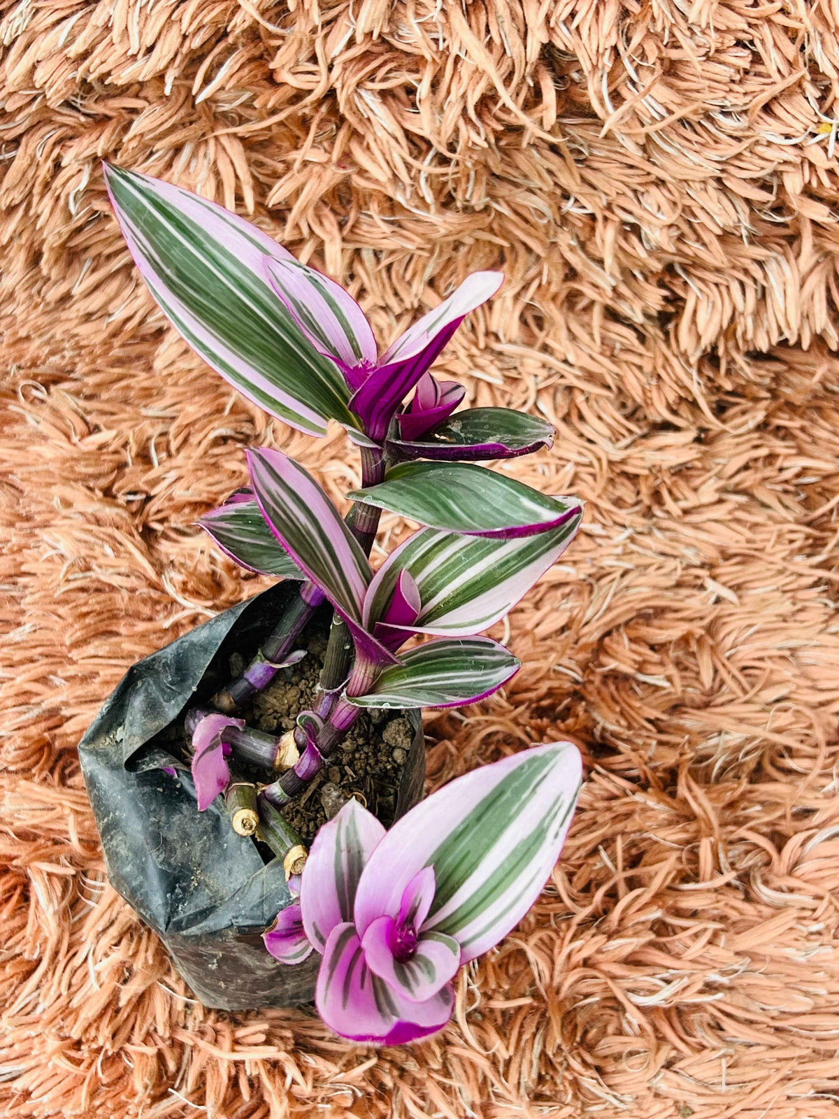 Tradescantia Spathacea – Moses in the Cradle (Variegated)