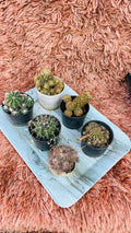 Cactus Combo of 6 – Desert Mix Collection Vol. 2