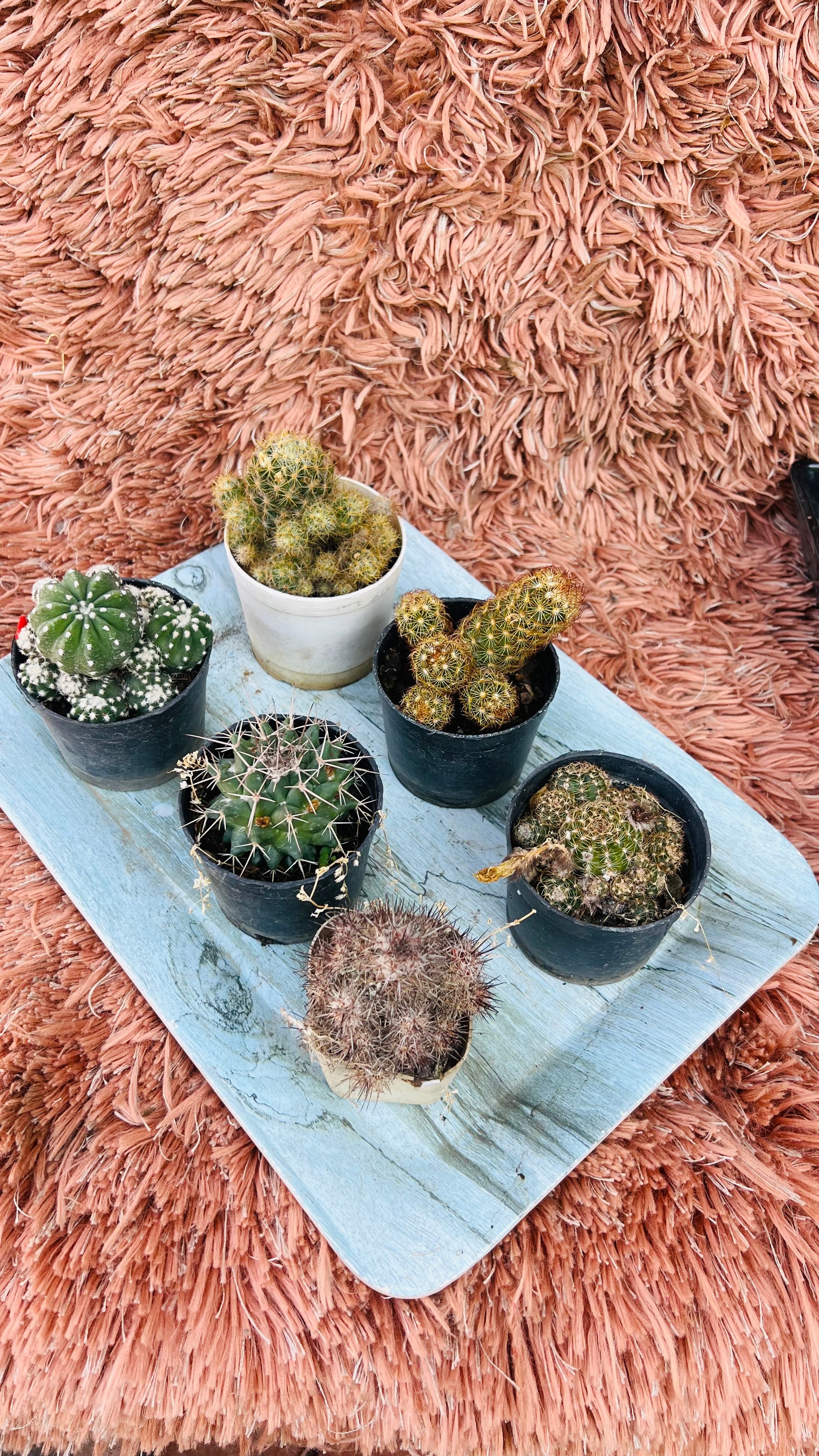 Cactus Combo of 6 – Desert Mix Collection Vol. 2