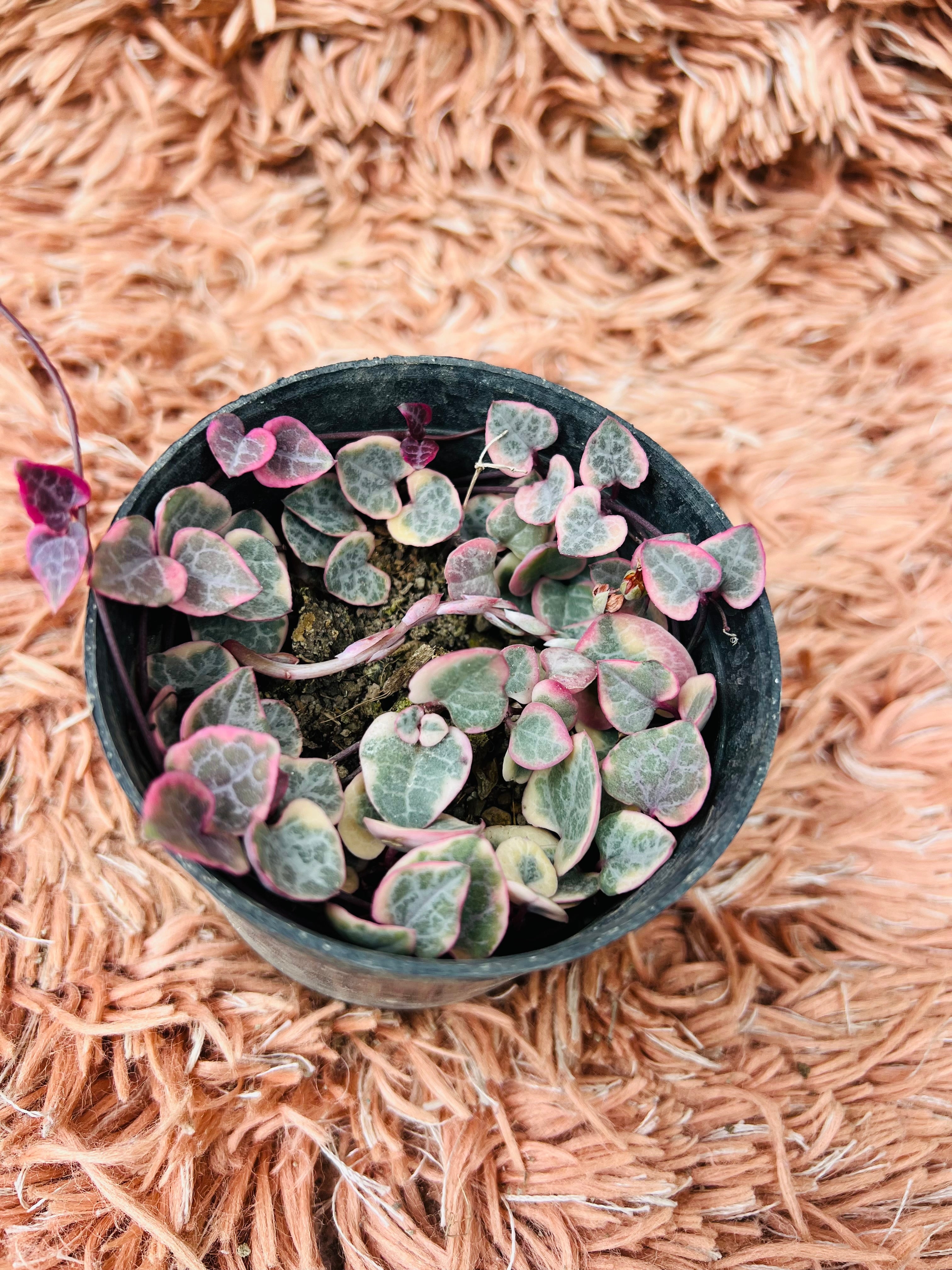 Variegated String of Hearts – Ceropegia Woodii Variegata