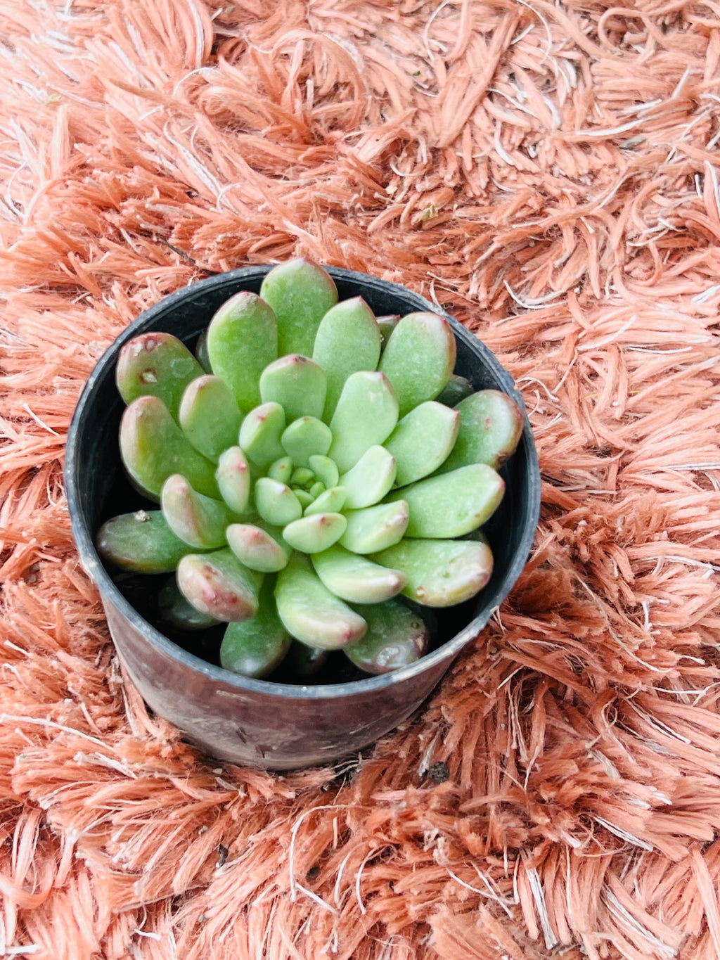 Echeveria Orion – Apple Green Rosette Succulent