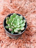 Echeveria Orion – Apple Green Rosette Succulent