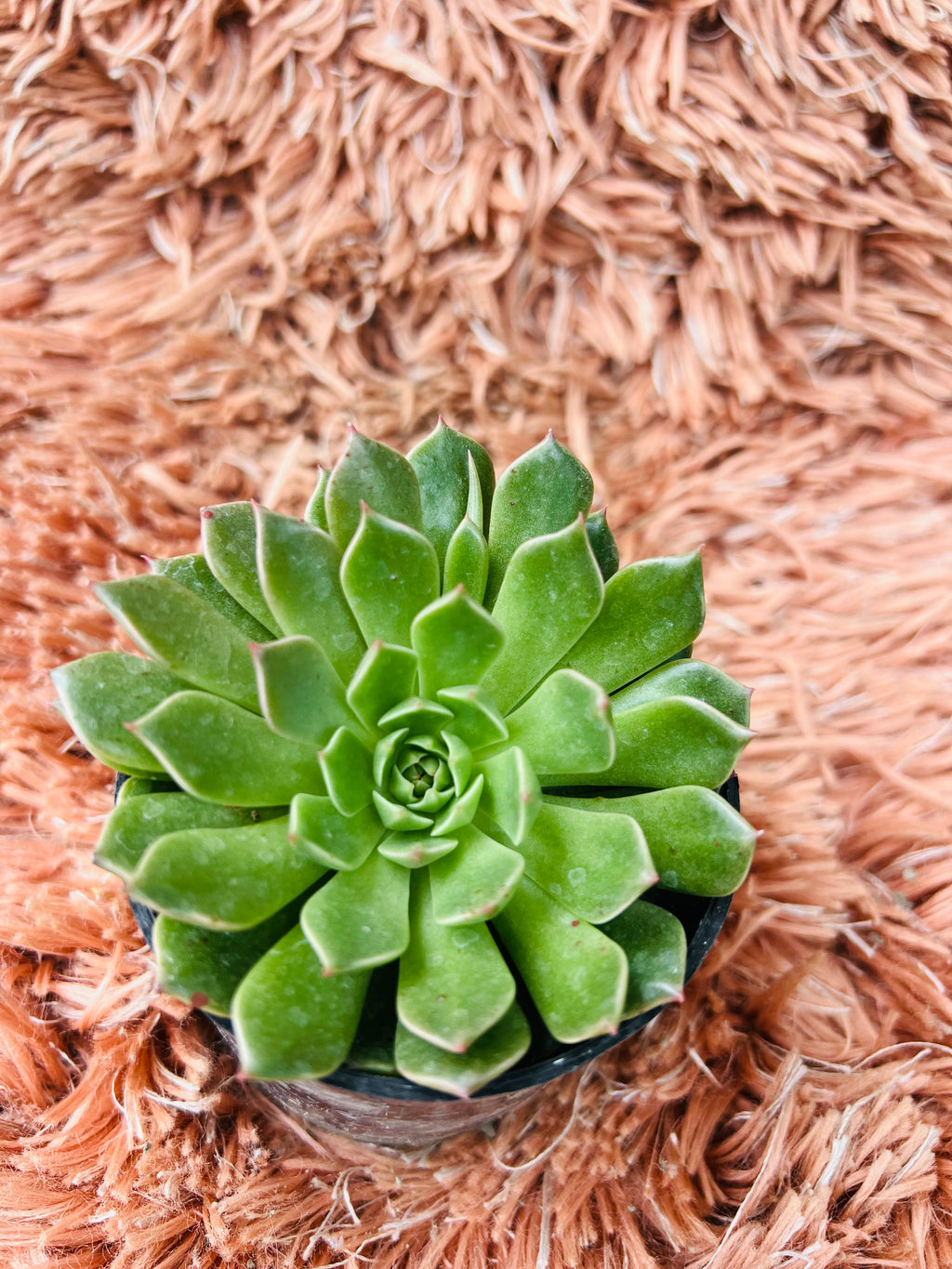 Echeveria – Lush Green Rosette Succulent