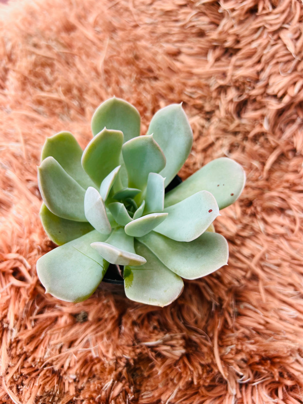 Echeveria 'Powder Blue' – Spoon-Leaf Rosette Succulent