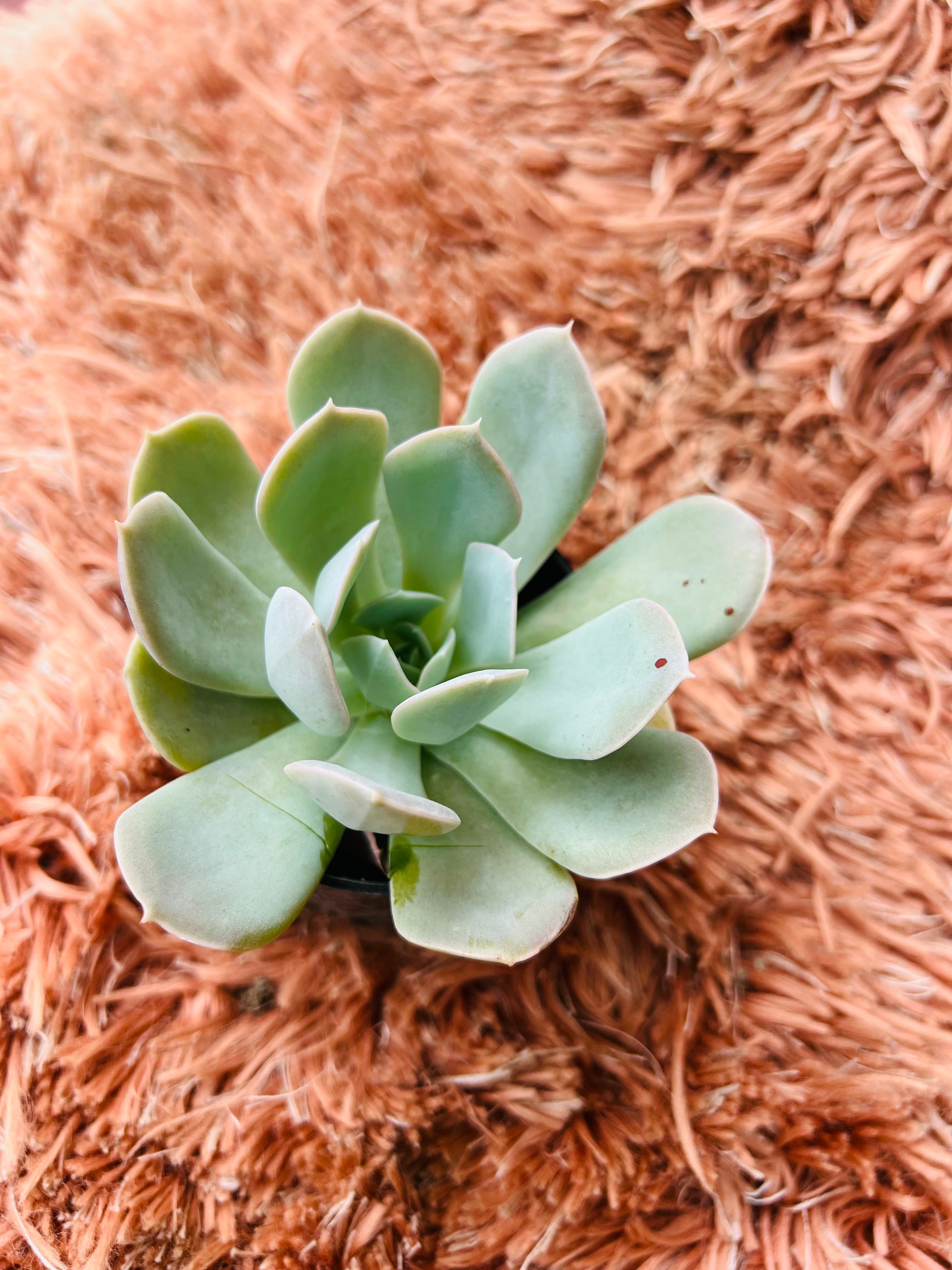 Echeveria 'Powder Blue' – Spoon-Leaf Rosette Succulent