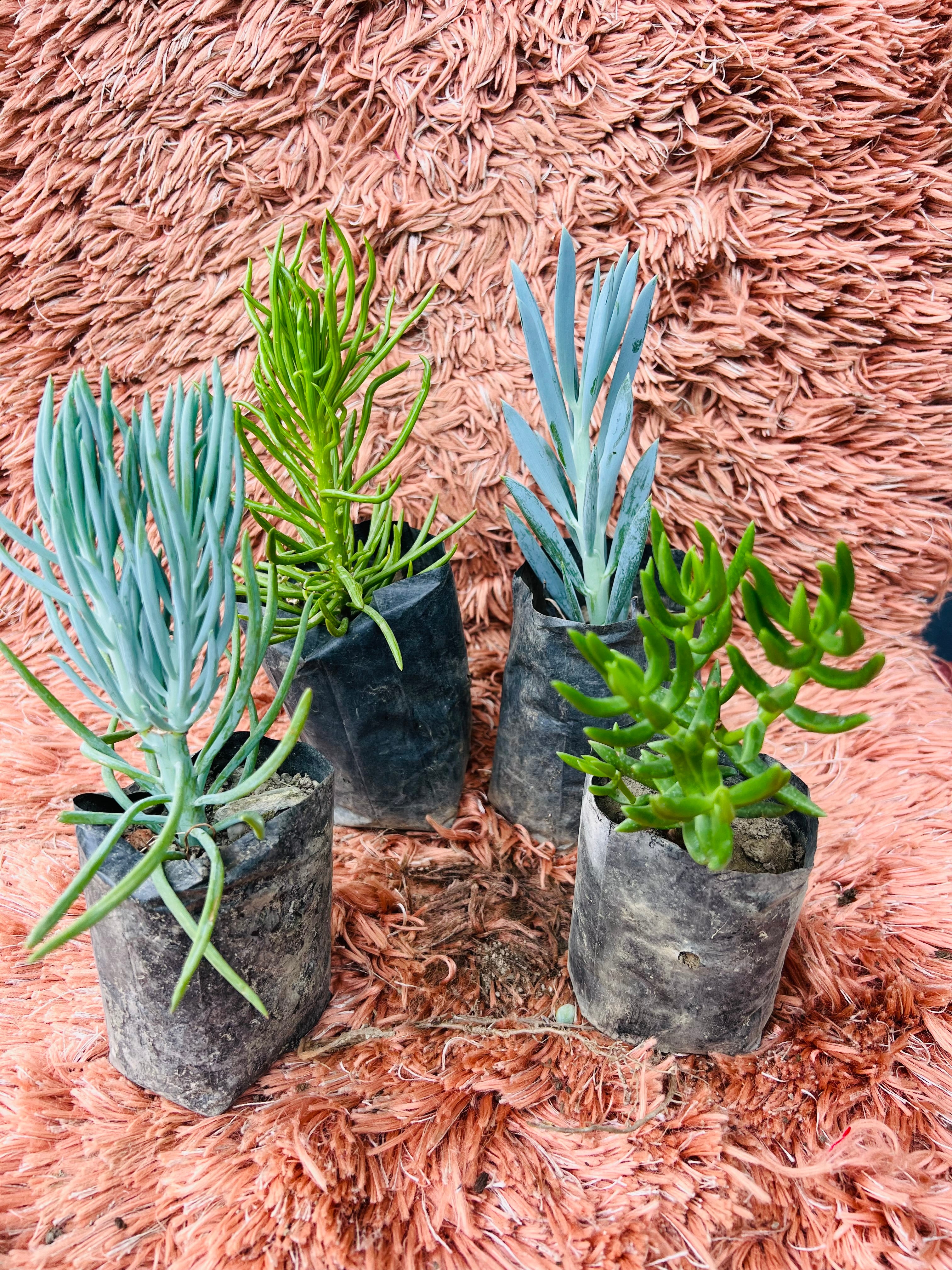 Senecio & Sedum – Set of 4 Rare Trailing Succulents