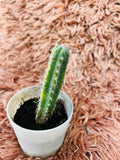 Cereus Peruvianus – Columnar Cactus