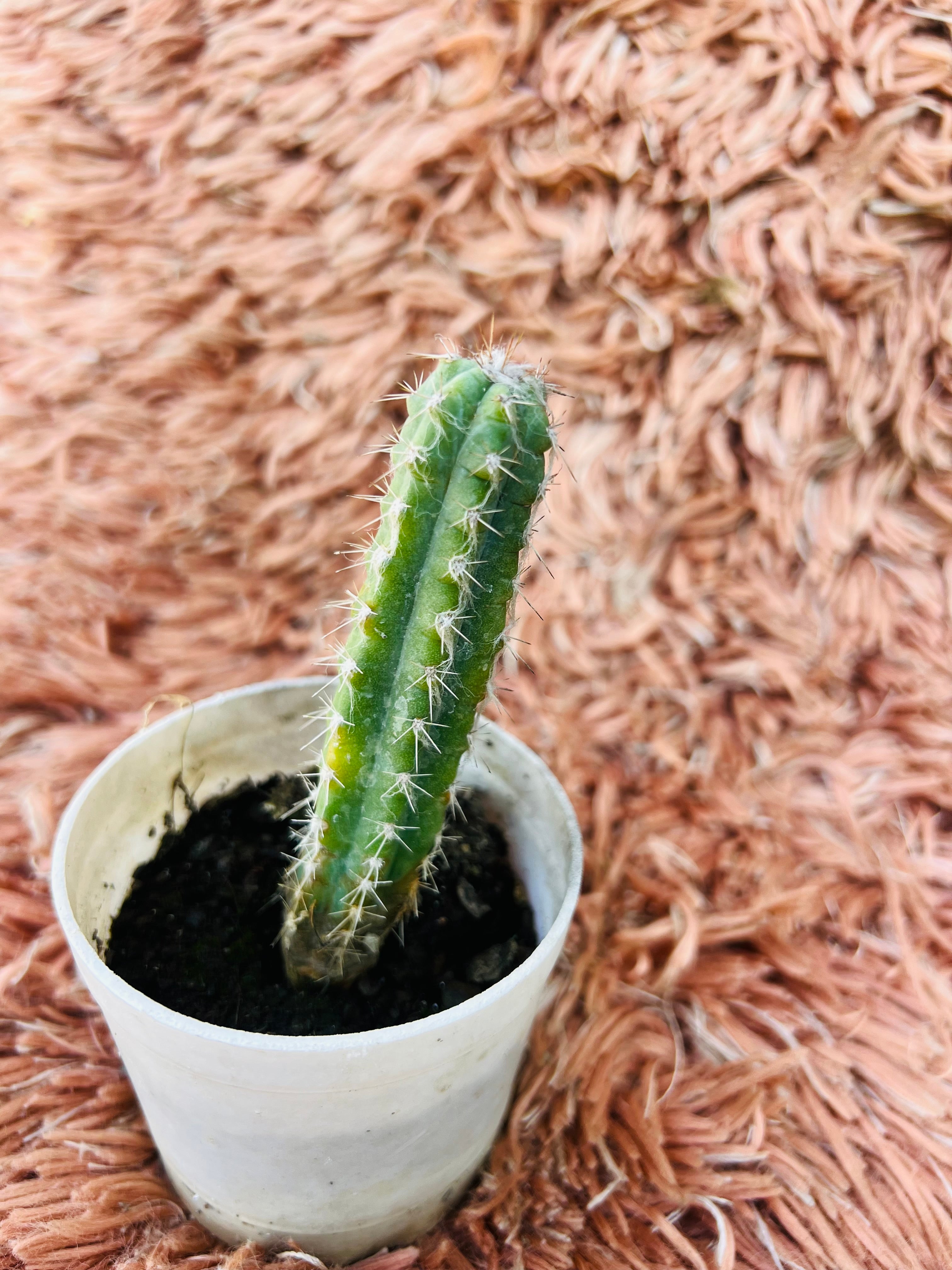 Cereus Peruvianus – Columnar Cactus