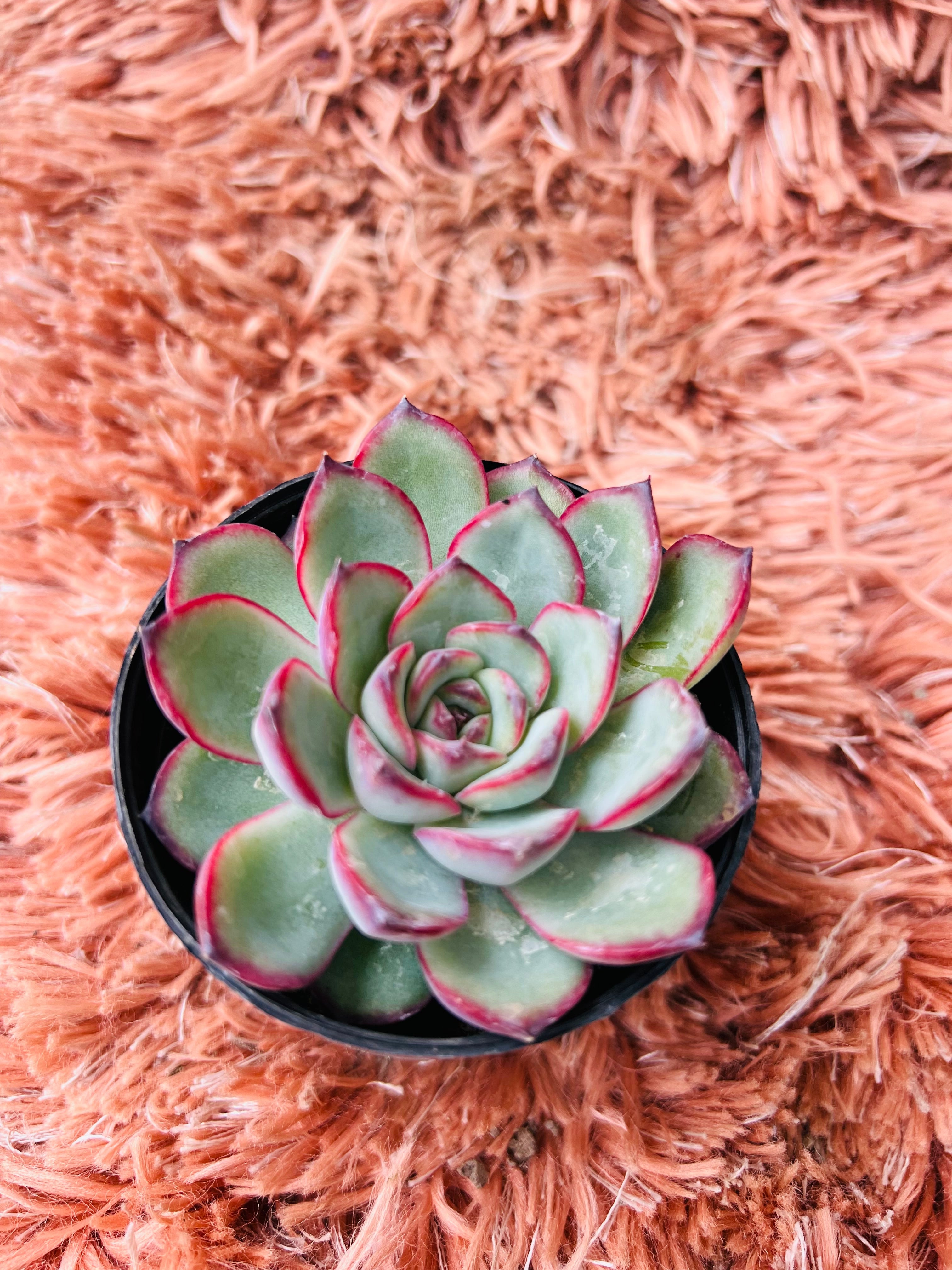 Echeveria 'Taurus' – Red-Edged Rosette Succulent