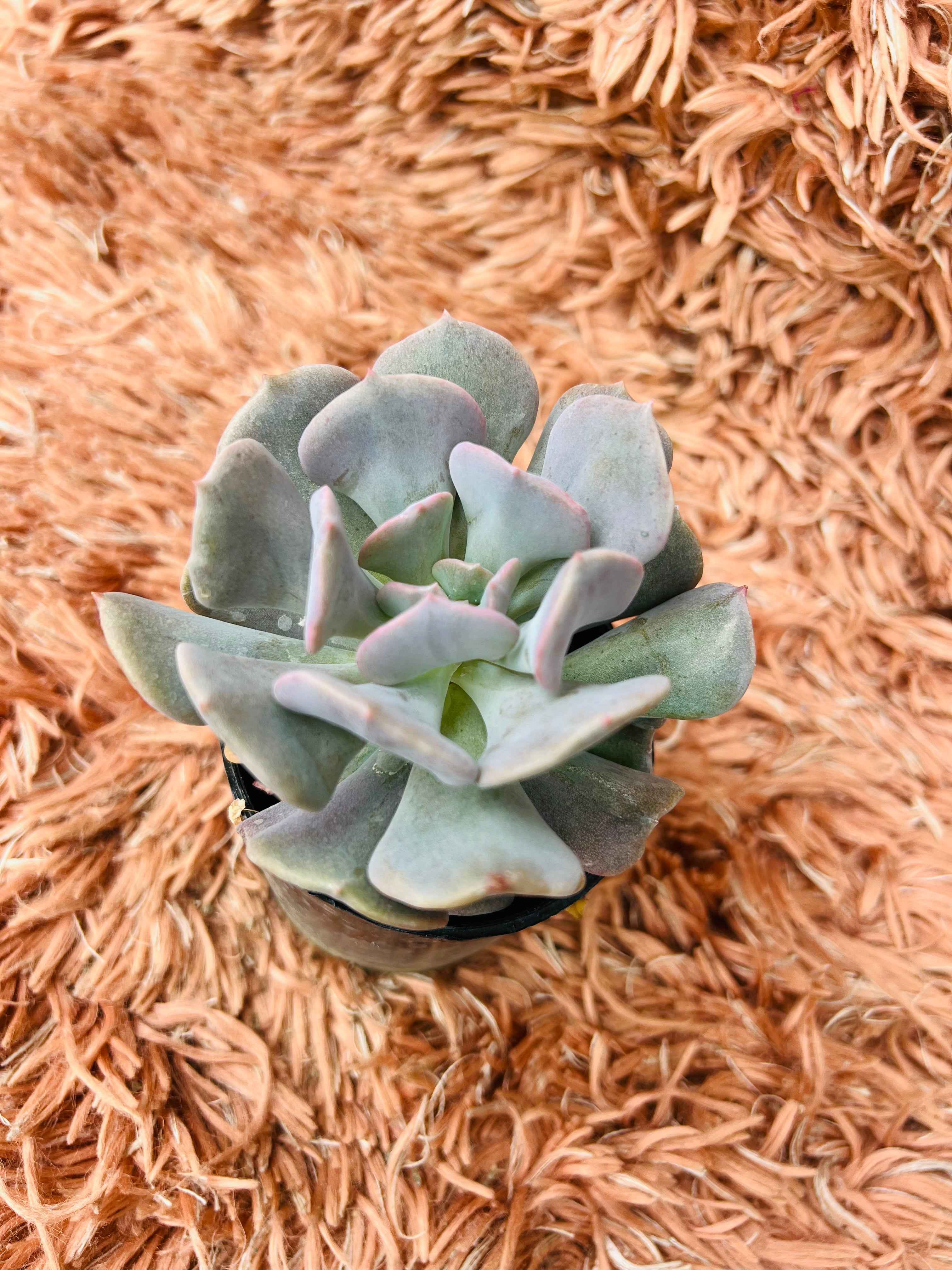 Echeveria Cubic Frost – Blue Grey Rosette Succulent