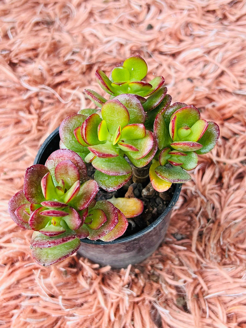 Dwarf Crassula – Crassula Pubescens (Red Carpet Succulent)