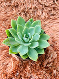 Echeveria Succulent – Blue-Green Rosette