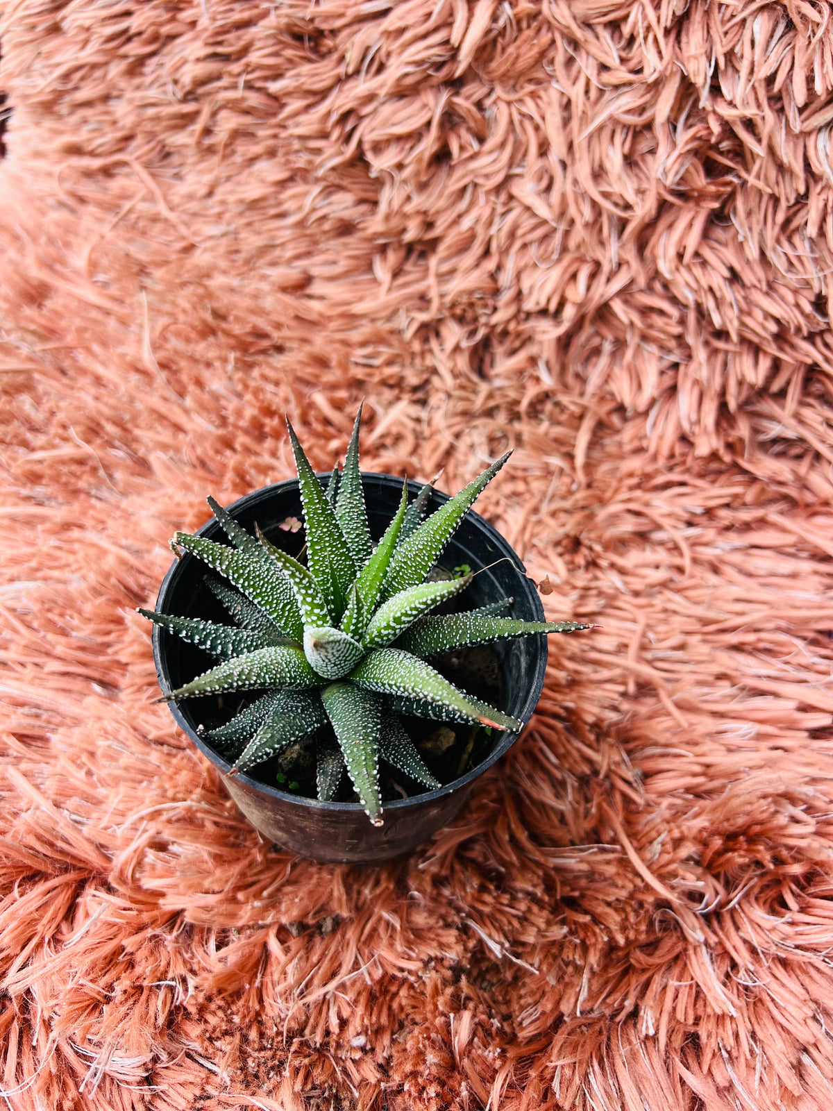 Haworthia Fasciata – Zebra Plant Succulent