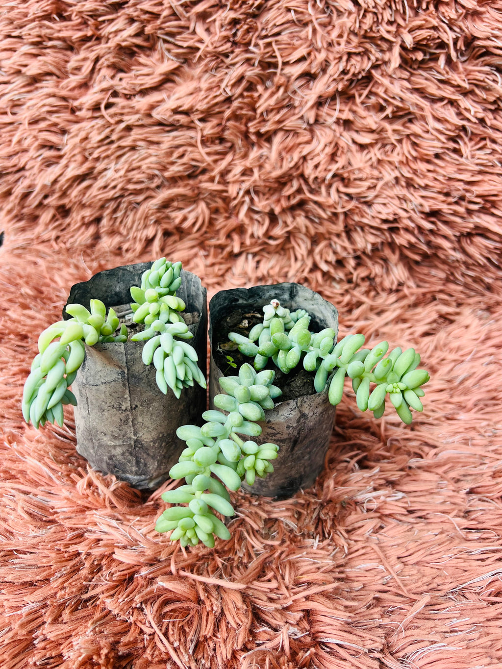 Donkey Tail – Burro's Tail Succulent Set (Sedum Morganianum)