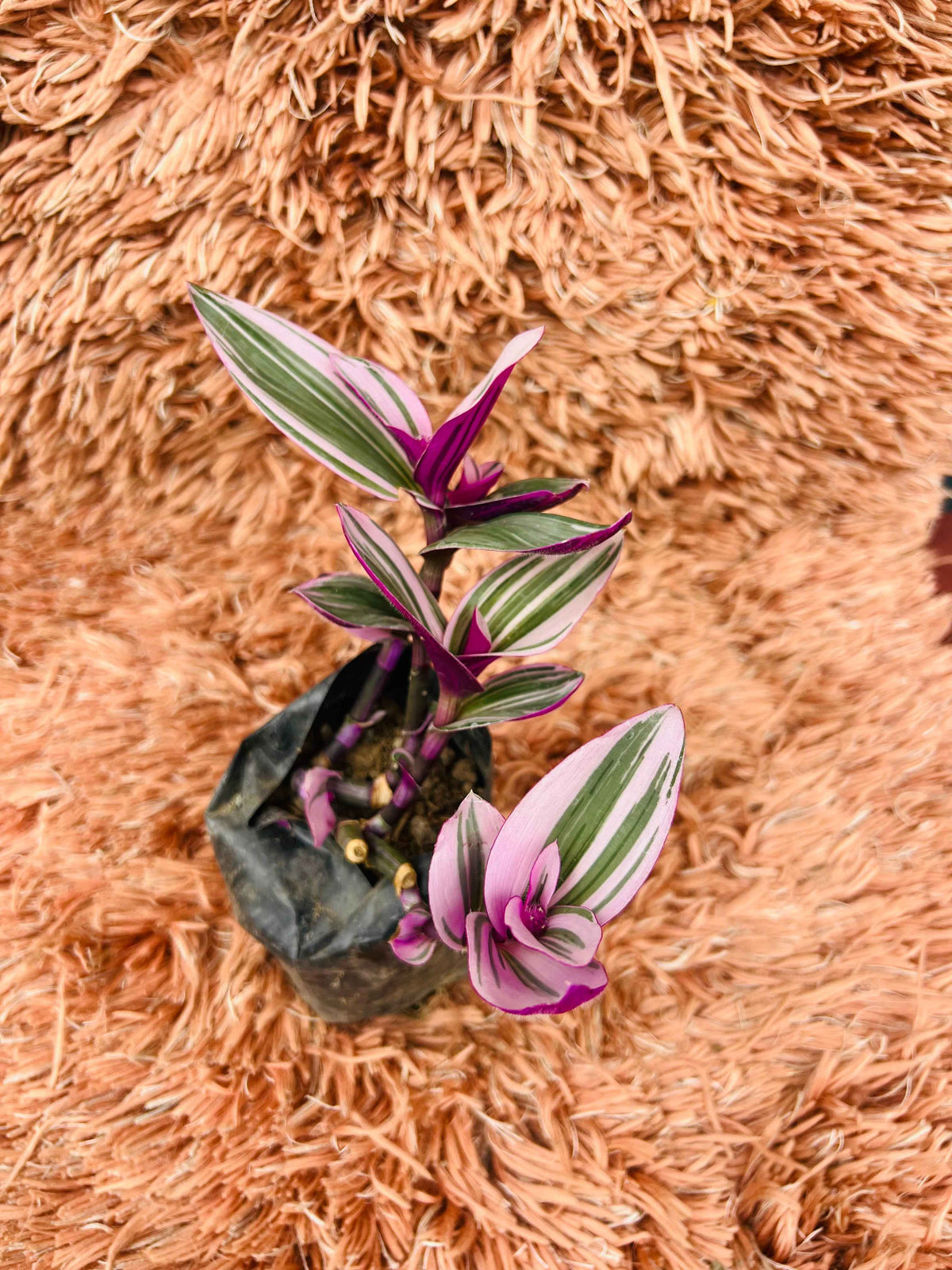 Tradescantia Spathacea – Moses in the Cradle (Variegated)