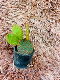 Opuntia Microdasys – Bunny Ears Cactus | Polka Dot Cactus