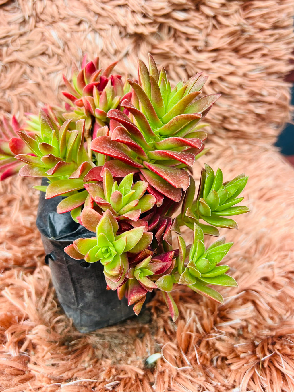 Echeveria Red Campfire Hybrid – Multi Rosette Succulent