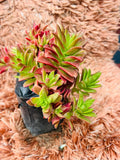 Echeveria Red Campfire Hybrid – Multi Rosette Succulent