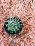 Ferocactus – Barrel Cactus