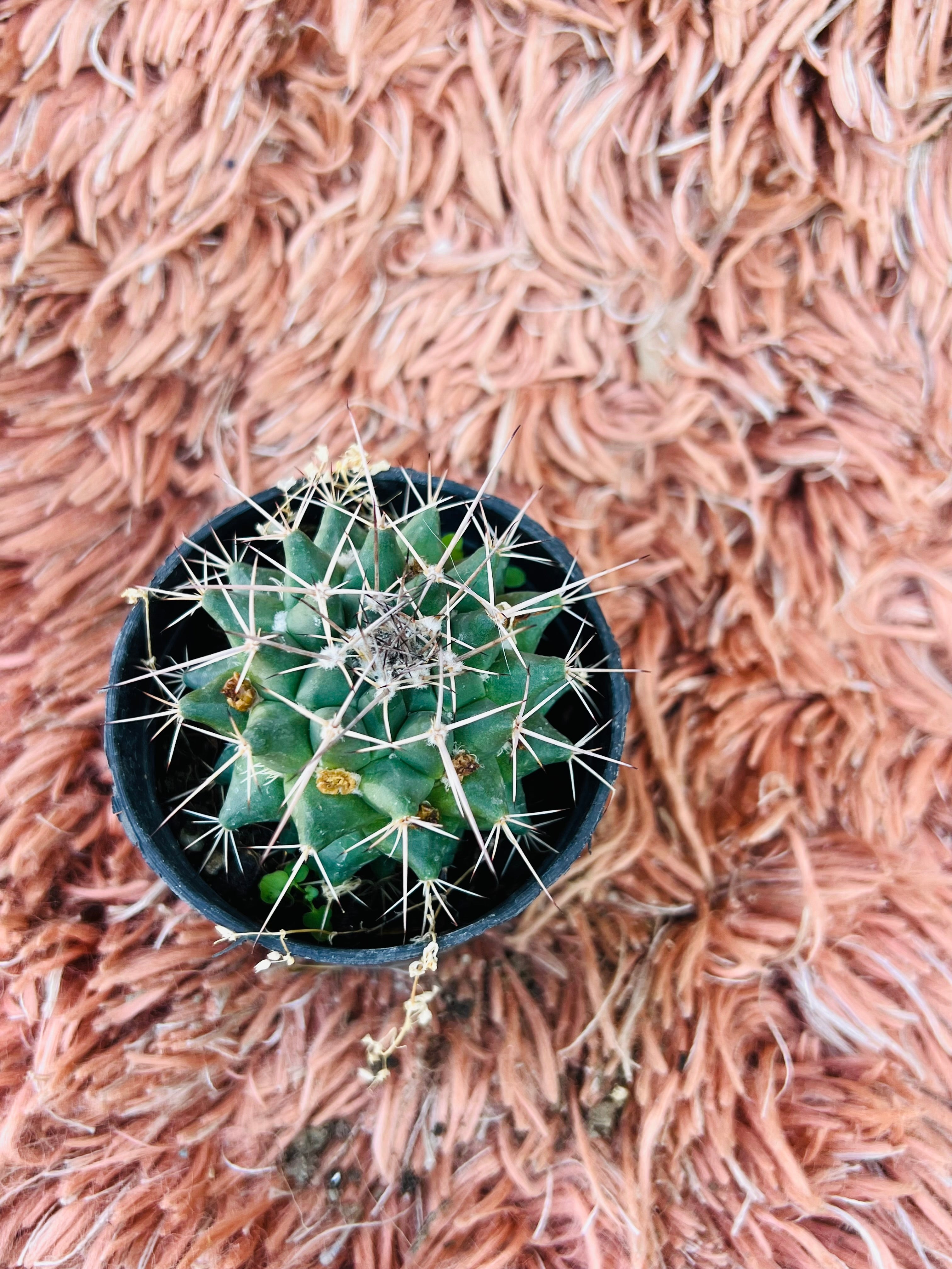 Ferocactus – Barrel Cactus