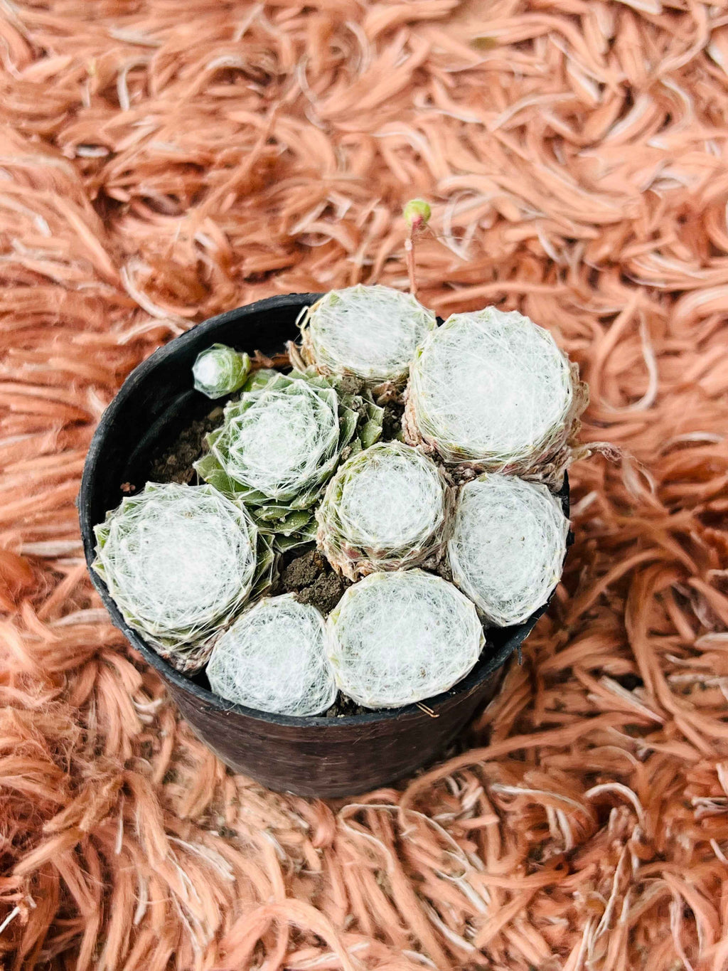 Sempervivum Arachnoideum – Cobweb Houseleek Succulent