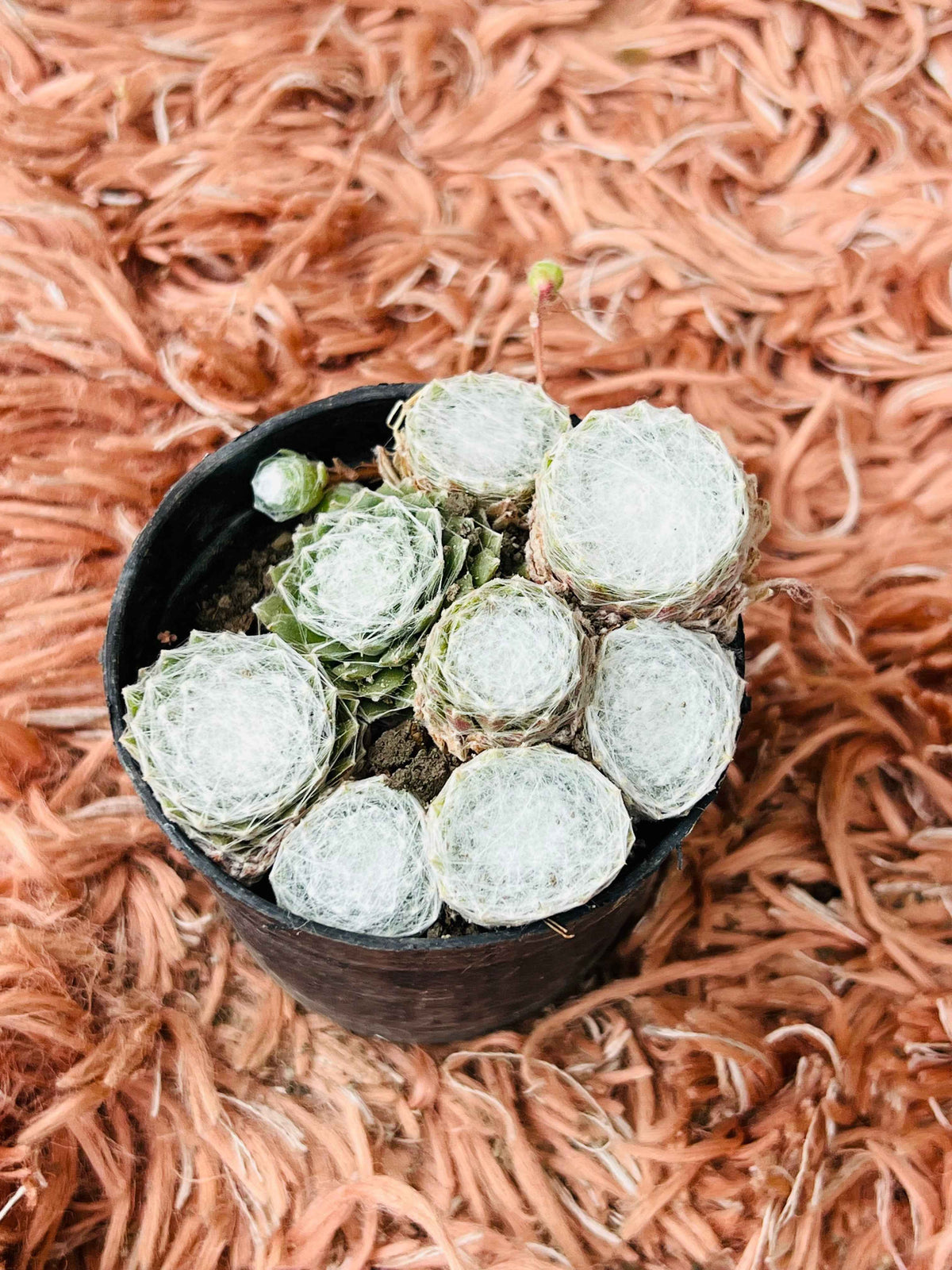 Sempervivum Arachnoideum – Cobweb Houseleek Succulent