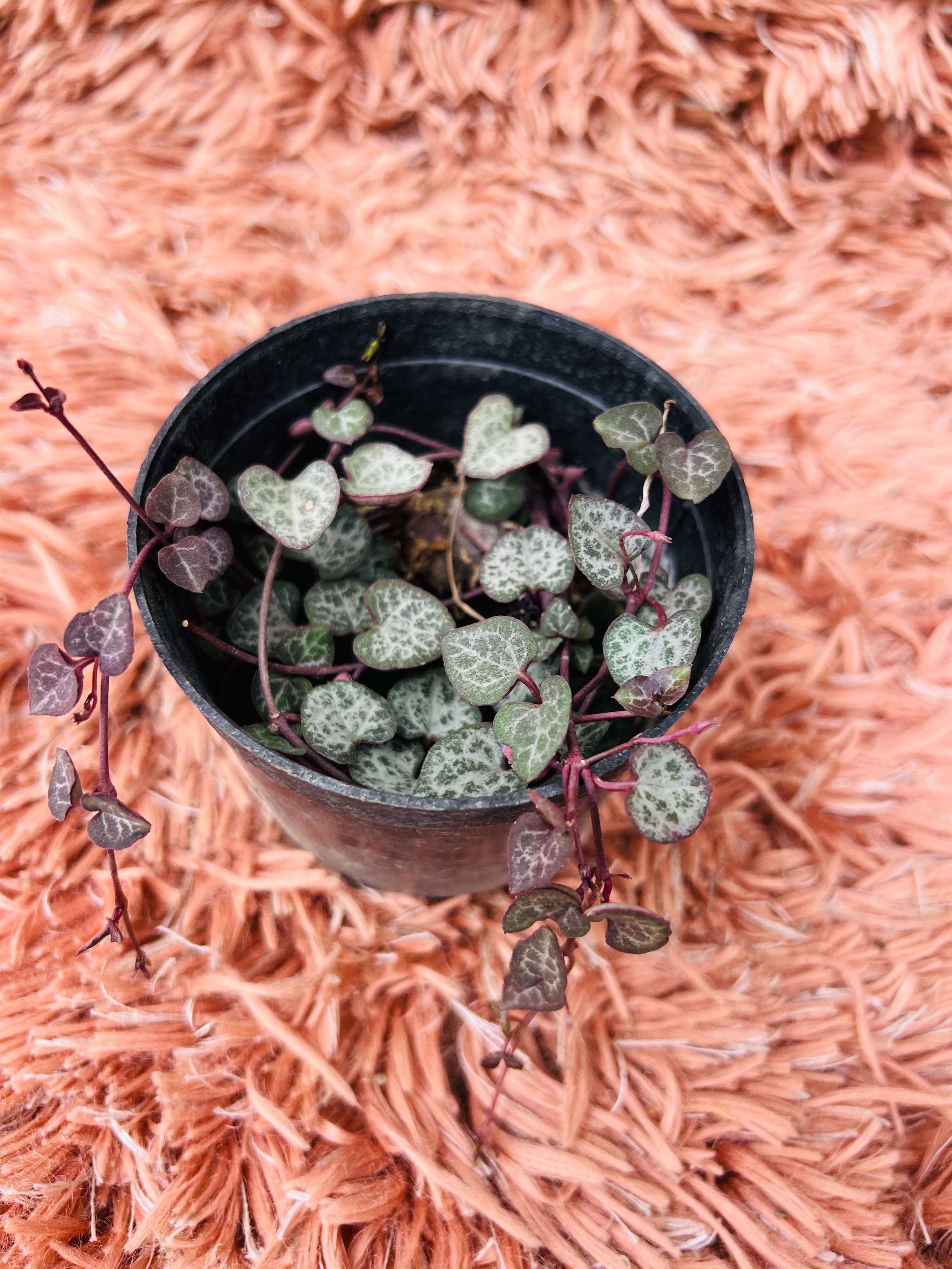 String of Hearts – Ceropegia Woodii