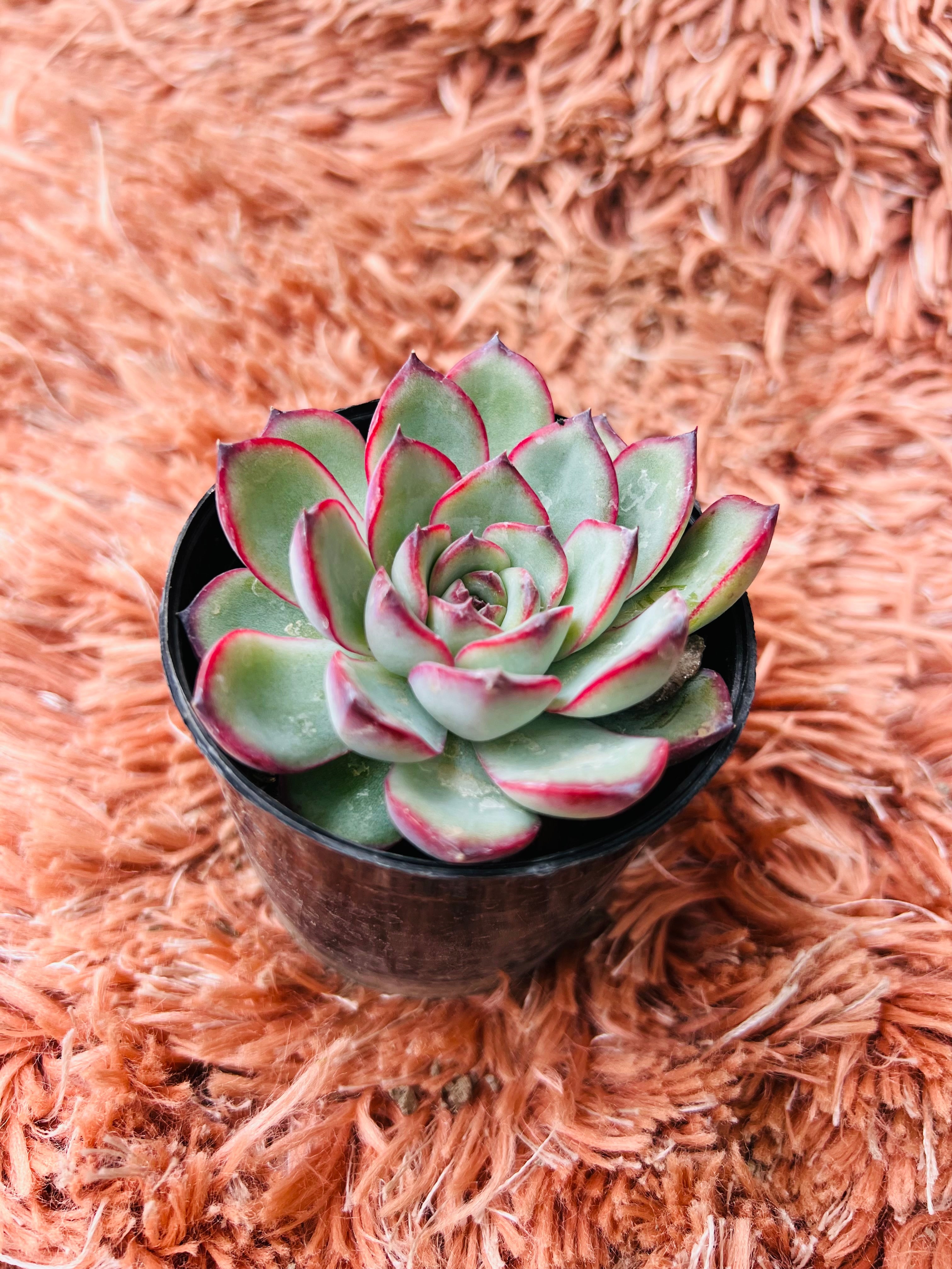 Echeveria 'Taurus' – Red-Edged Rosette Succulent