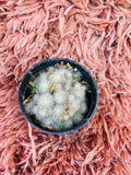 Mammillaria Hahniana – Old Lady Cactus | White Hair Clustering Cactus