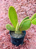 Opuntia Microdasys Pallida – Yellow Bunny Ears Cactus