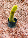 Cleistocactus Winteri – Golden Rat Tail Cactus