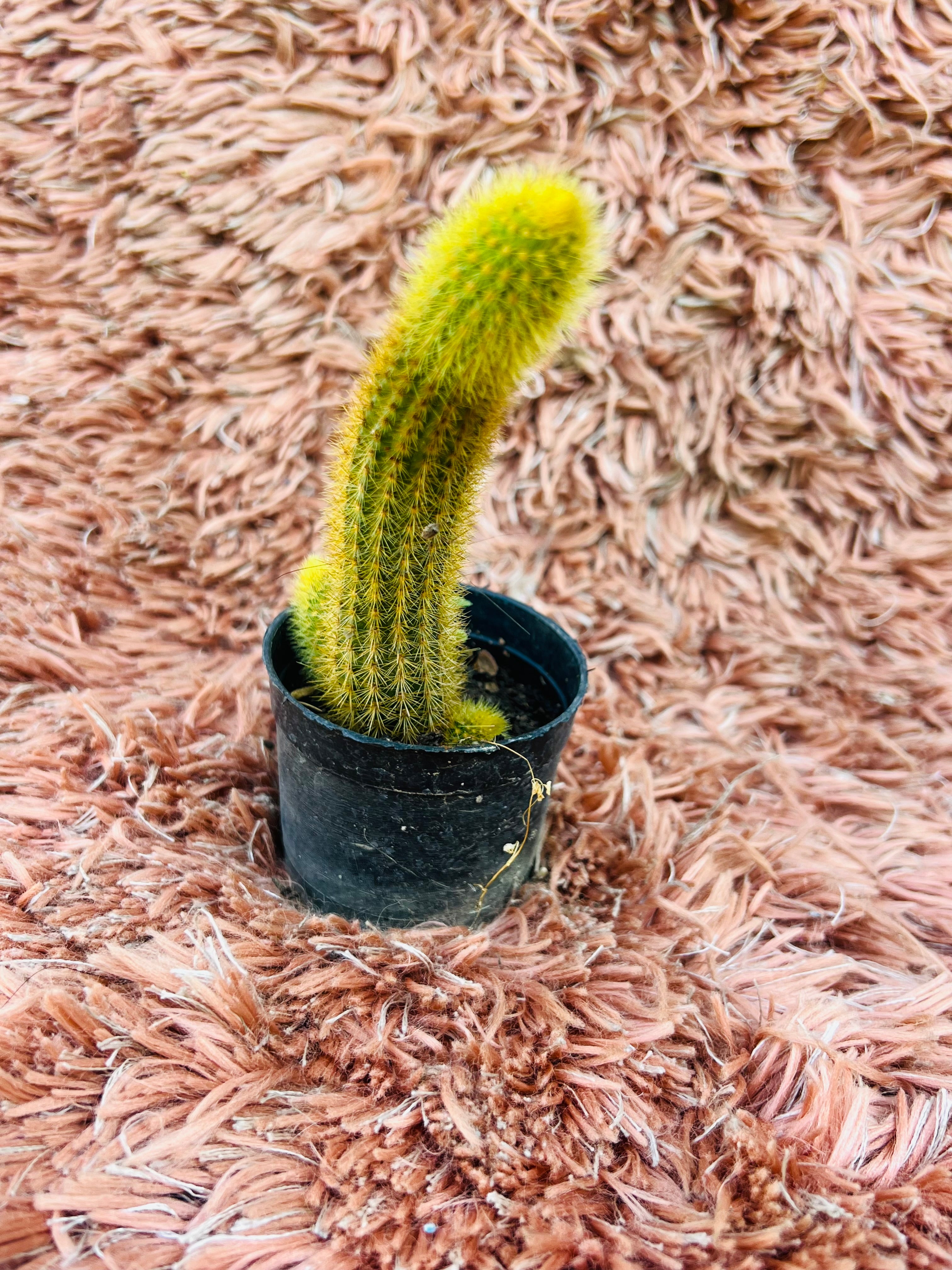 Cleistocactus Winteri – Golden Rat Tail Cactus