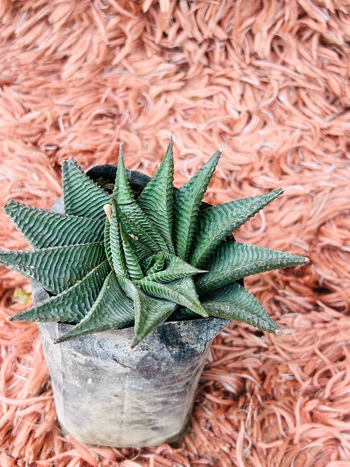 Haworthia Limifolia – Fairy Washboard Succulent