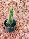 Pilosocereus Pachycladus – Blue Torch Cactus