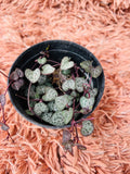 String of Hearts – Ceropegia Woodii