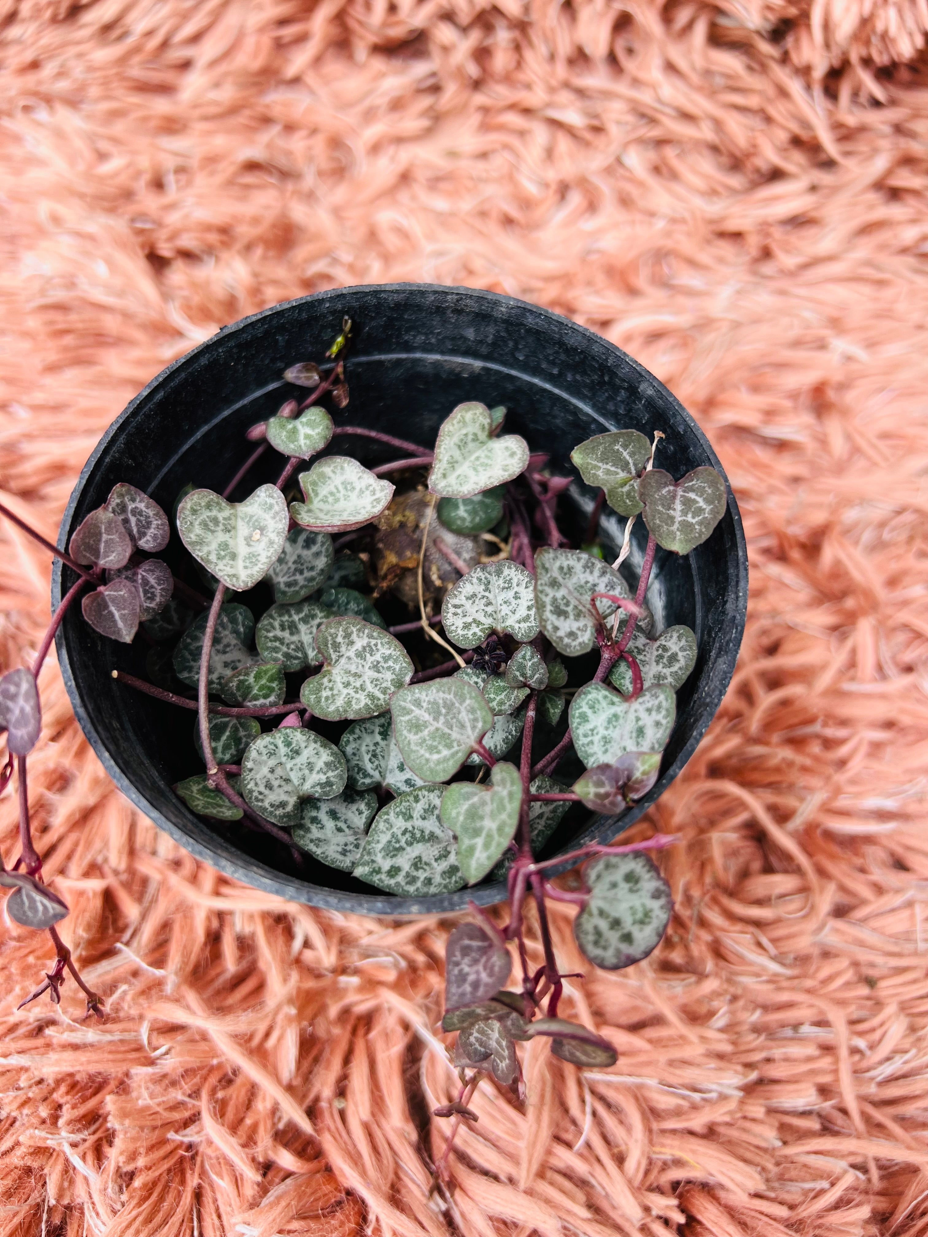 String of Hearts – Ceropegia Woodii