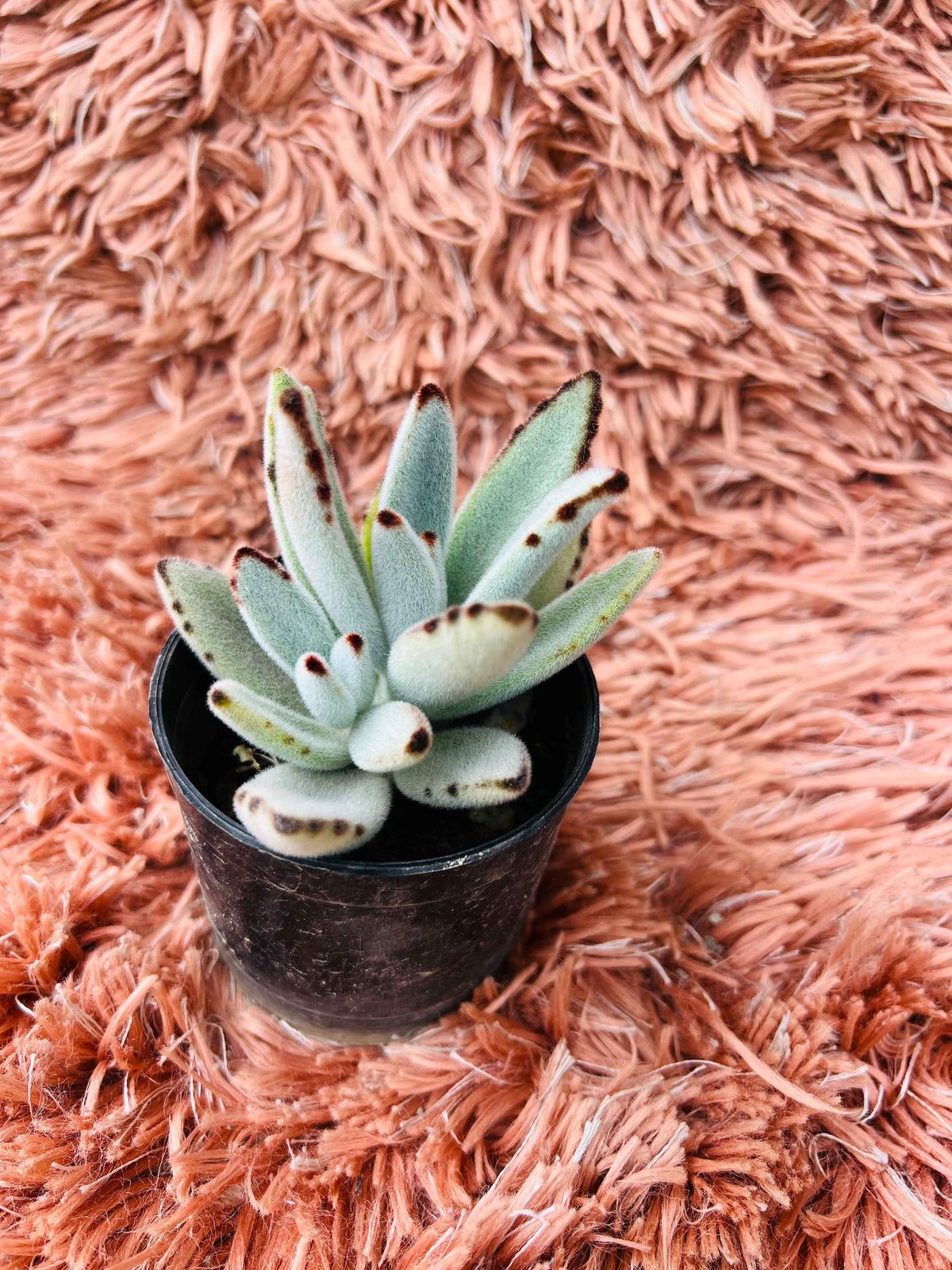 Kalanchoe Tomentosa – Panda Plant Succulent