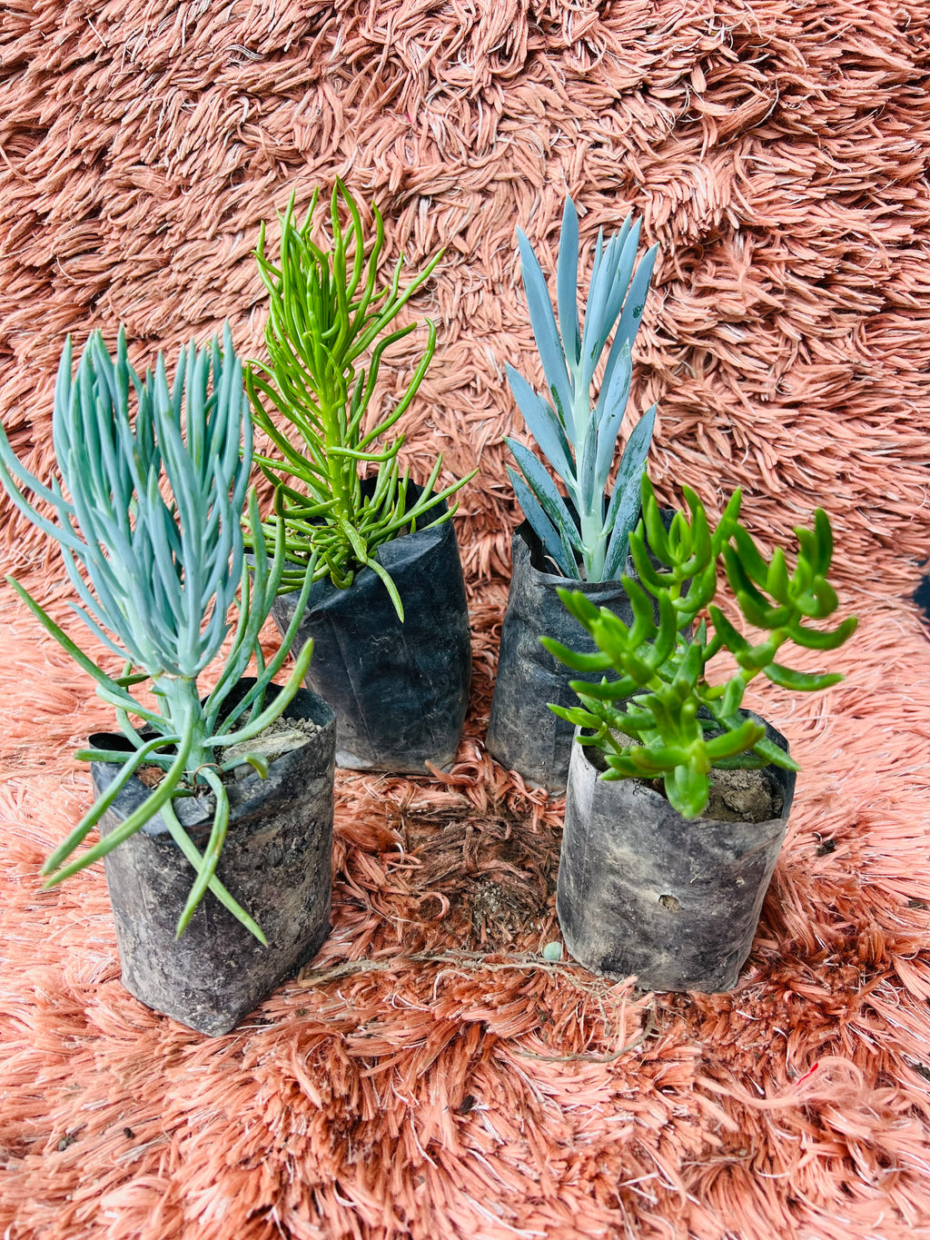 Senecio & Sedum – Set of 4 Rare Trailing Succulents