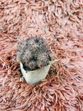 Mammillaria Spinosissima – Spiny Ball Cactus