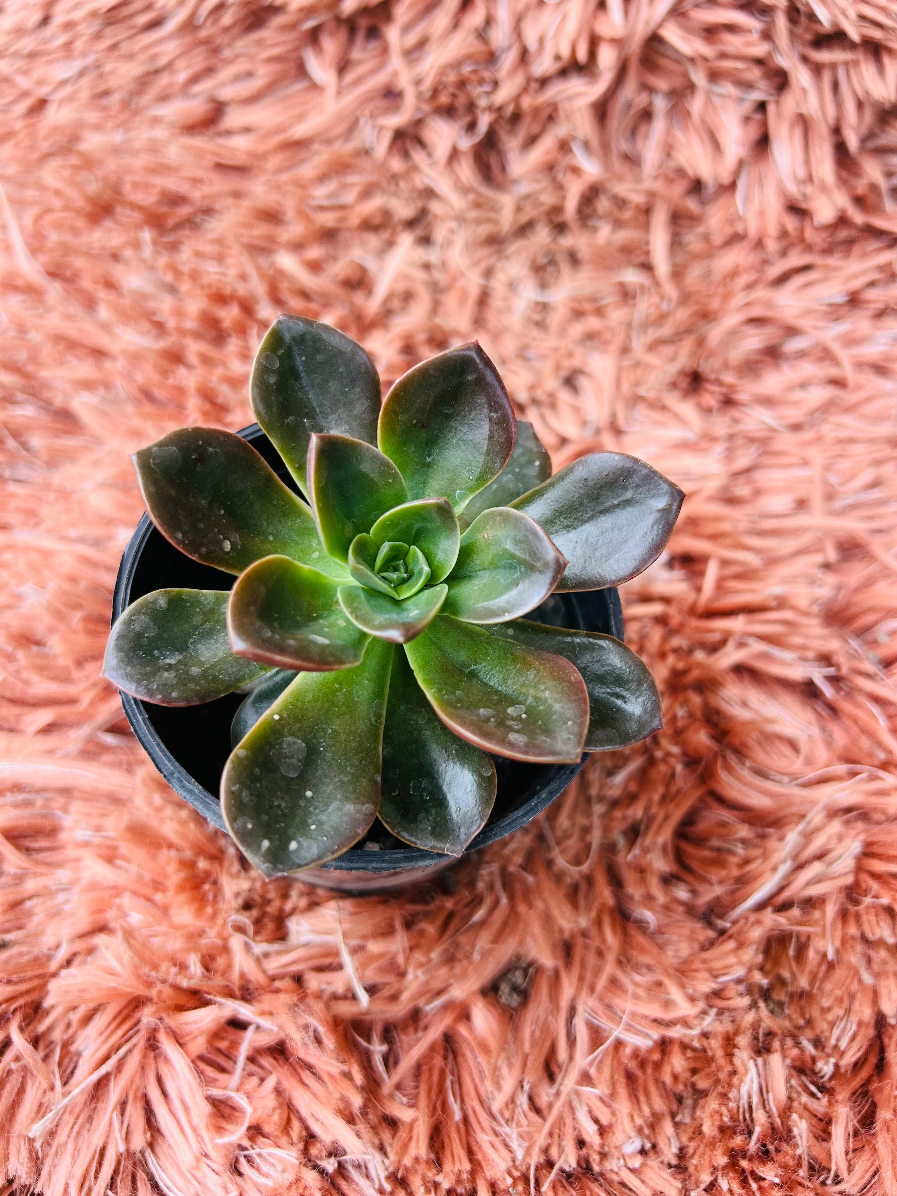 Echeveria 'Melaco' – Dark Chocolate Rosette Succulent
