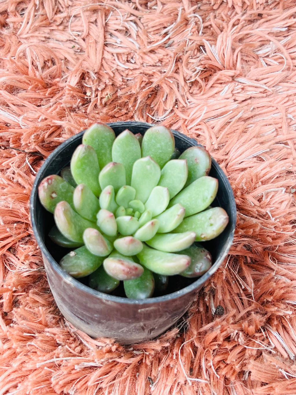 Echeveria Orion – Apple Green Rosette Succulent