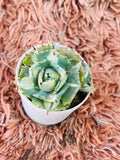 Agave Parryi – Artichoke Agave