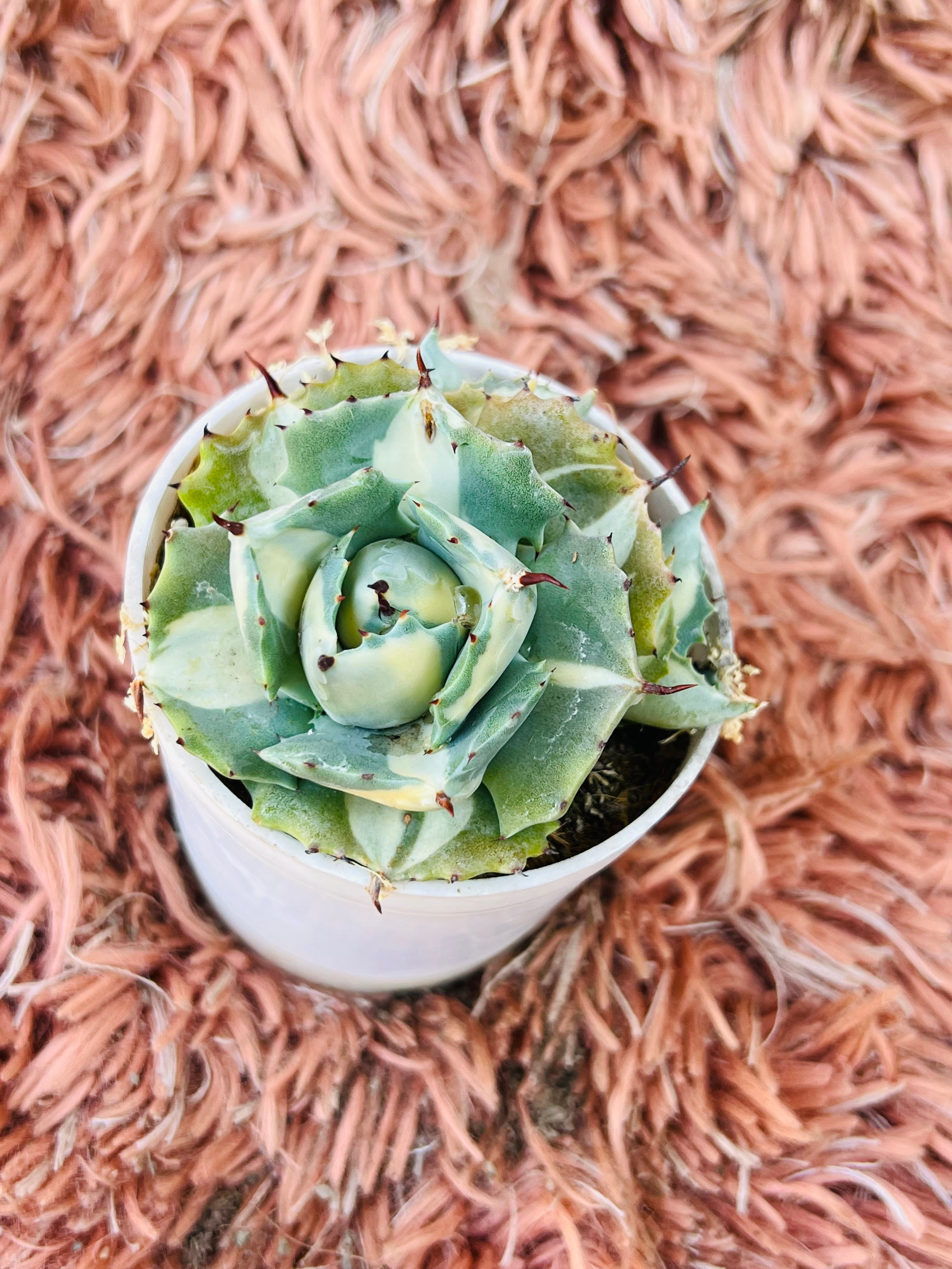 Agave Parryi – Artichoke Agave