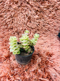 Crassula 'Calico Kitten' – Variegated Trailing Succulent