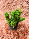 Peperomia Nivalis – Succulent Peperomia